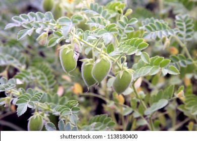 Lentil Grows In A Field. Bean Plants Close-up