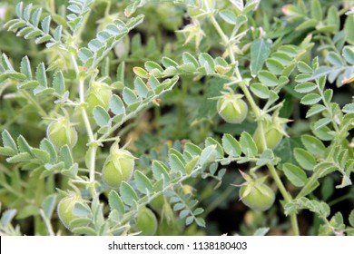 Lentil Grows In A Field. Bean Plants Close-up