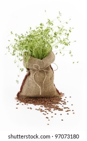  Lentil Plant In A Burlap Sack