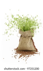  Lentil Plant In A Burlap Sack