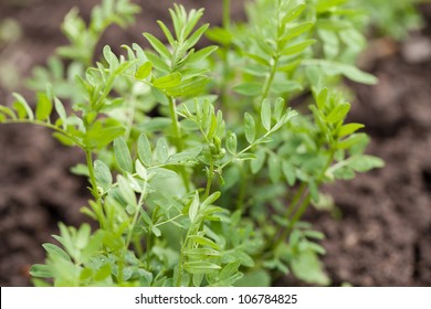 Lentil Plant (Lens Culinaris)