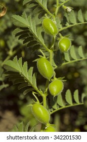 Lentil Plant (Lens Culinaris)