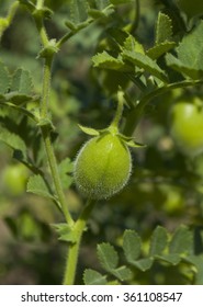 Lentil Plant (Lens Culinaris)