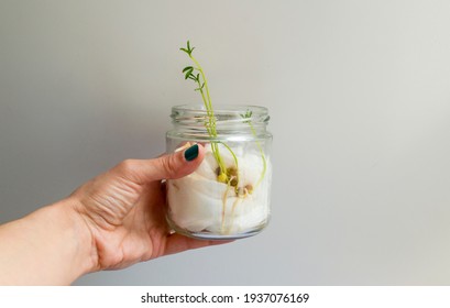 Lentil Plant, Lentils Growing In A Glass Pot With Cotton Wool. Woman's Hand Holding The Glass Jar Where Lentils Grow.