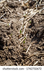 Lentil Seedlings Just Poking Through The Soil In A Farmer’s Field In Saskatchewan, Canada (selective Focus)