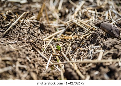 Lentil Seedlings Just Poking Through The Soil In A Farmer’s Field In Saskatchewan, Canada (selective Focus)