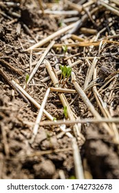 Lentil Seedlings Just Poking Through The Soil In A Farmer’s Field In Saskatchewan, Canada (selective Focus)