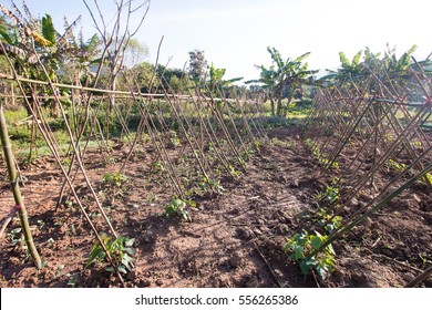 Lentils Farms 