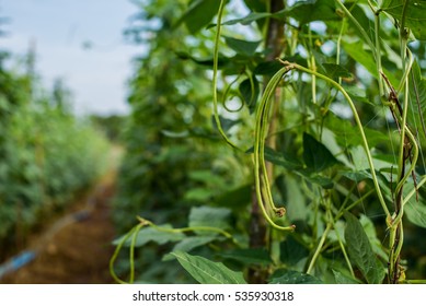 Lentils In The Field