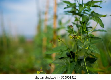 Lentils In The Field