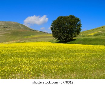 Lentils Field In Bloom During Early Summer