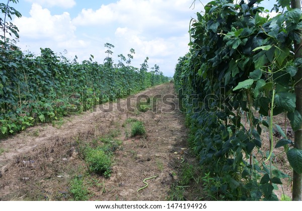 Lentils garden\
,agricultural plants, in\
Thailand