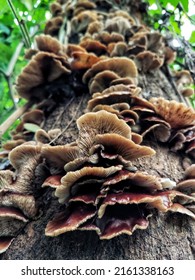 Lentinellus, A genus of White Rot, wood Decay, lamellate agaric,  growing On A Dead Mango Tree. 