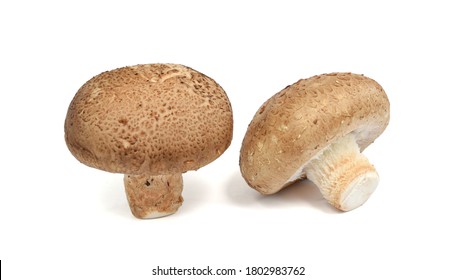 Lentinus Edodes Mushroom Isolated On White Background