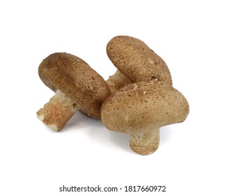 Lentinus Edodes Mushroom Isolated On White Background