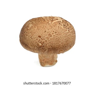 Lentinus Edodes Mushroom Isolated On White Background