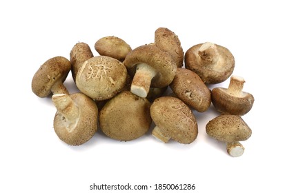 Lentinus Edodes Mushroom Isolated On White Background