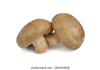 Lentinus Edodes Mushroom Isolated On White Background