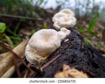 Lentinus Is A Genus Of Fungi In The Family Polyporaceae. The Genus Is Widely Distributed, With Many Species Found In Subtropical Regions.
The Genus Name Lentinus Is Derived From The Latin Lent, Mea