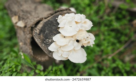 Lentinus squarrosulus Mont group Polyporaceae white color on nature background. Wild mushroom on the timber in the morning. Wood fungus grows around weathered logs. Nature and food concept. - Powered by Shutterstock