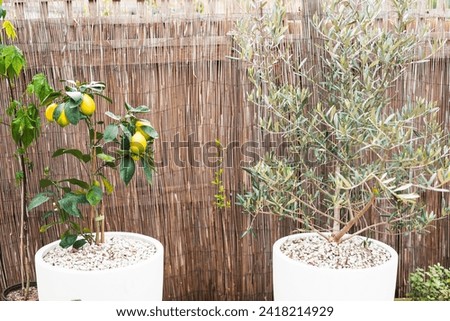 leon tree and olive tree in white pots in front of cane screen outdoor in sunny backyard, close-up shot at shallow depth of field