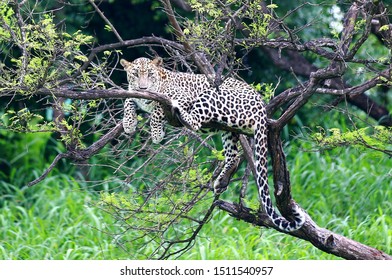 Leonard On Tree Branches At Sasan Gir Forest 