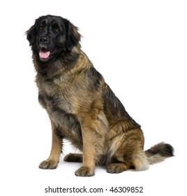 Leonberger dog, 1 year old, sitting in front of white background