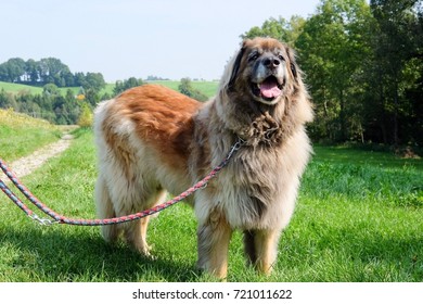 The Leonberger Is A Giant Dog Breed. The Breed's Name Derives From The City Of Leonberg In Baden-Württemberg, Germany.