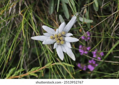 Leontopodium nivale subsp. alpinum, Leontopodium alpinum, Edelweiss, Compositae. Wild plant shot in summer.