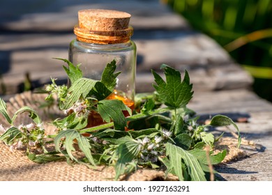 Leonurus cardiaca, motherwort, throw-wort, lion's ear, lion's tail Medicinal Herb Plant with Distilled Essential Oil Extract and Infusion in a Glass Jug. Also Equisetum Arvense.
