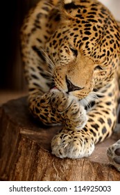 Leopard
