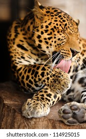 Leopard