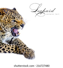 Leopard