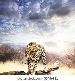 leopard - Powered by Shutterstock