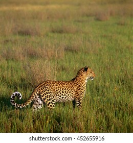 leopard