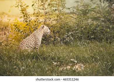 Leopard