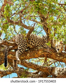 Leopard in acacia tree in Tanzania