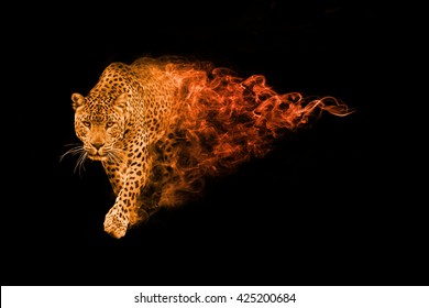 Leopard, Animal Kingdom Collection, African Wildlife Animals, Amazing African Leopard In A Black Background