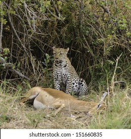 95 Leopard killing antelope Images, Stock Photos & Vectors | Shutterstock