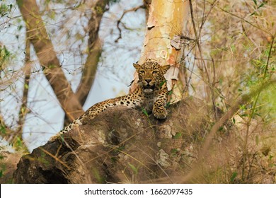 Leopard At Bandhavgarh National Park In India