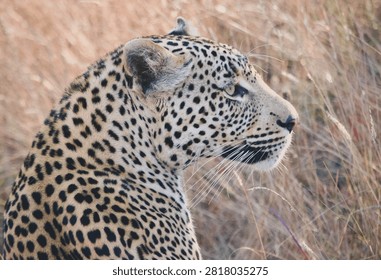Leopard basking in the sunlight