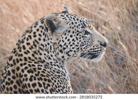 Leopard basking in the sunlight