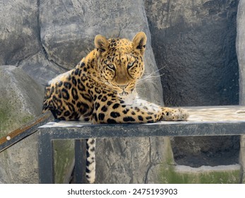 leopard, beautiful portrait of a leopard resting in the zoo, park. undomesticated big cat portrait. animal theme background. zoo concept. undomestic cat looking at camera. African safari background - Powered by Shutterstock