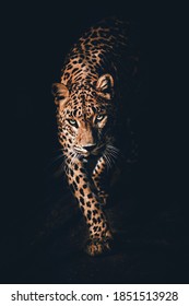 The Leopard With Black Background