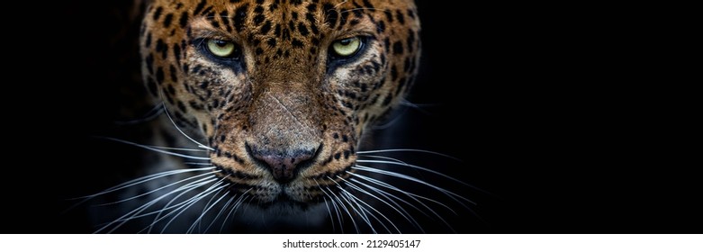 Leopard With A Black Background