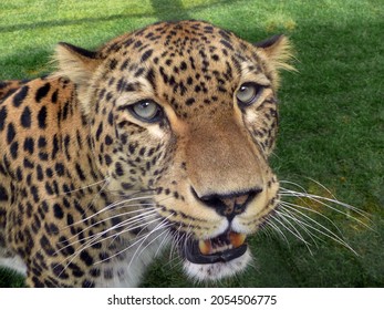 Leopard In The Budapest Zoo