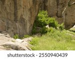 A leopard camouflaged among dense green shrubs and rocks in Serengeti National Park, Tanzania. The rocky terrain highlights its natural habitat and stealthy behavior, blending seamlessly with nature