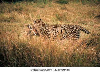 leopard carrying its prey at masia mara in Kenya