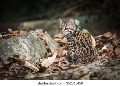  Leopard Cat