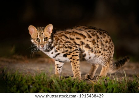 Leopard Cat Hunter in the night Staring at prey at  Khao Yai National Park 